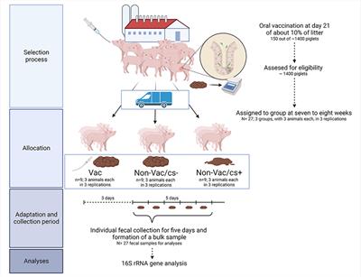 Microbiota of vaccinated and non-vaccinated clinically inconspicuous and conspicuous piglets under natural Lawsonia intracellularis infection